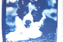 jose-enriquez.es cianotipia cyanotype fotografia retrato joseenriquezfotografia